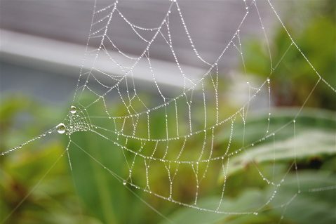 spiderweb2.jpg