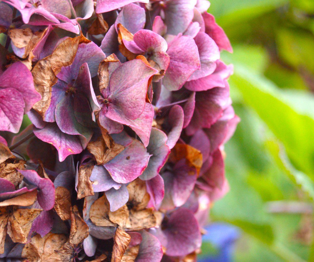 hydrangea